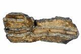 Mammoth Molar Slice With Case - South Carolina #95290-1